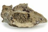 Agatized Fossil Coral - Florida #234366-2
